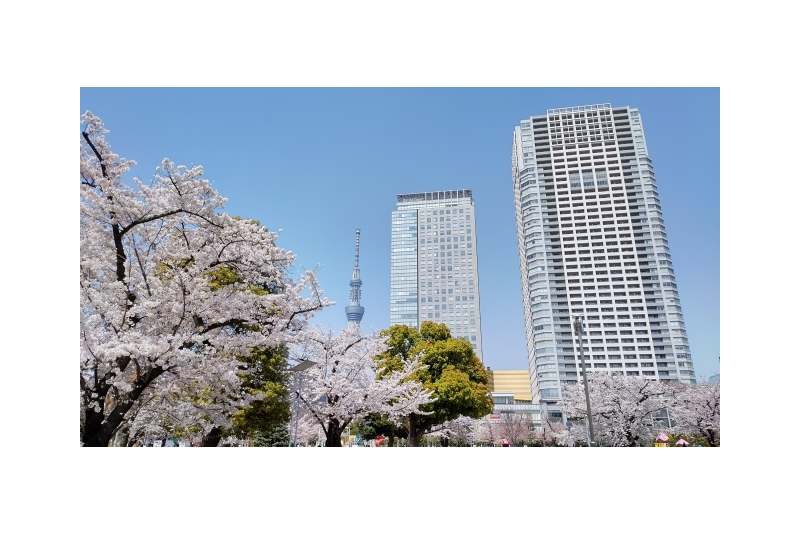 桜が咲いた錦糸公園からスカイツリーとオリナスや高層マンションが見える