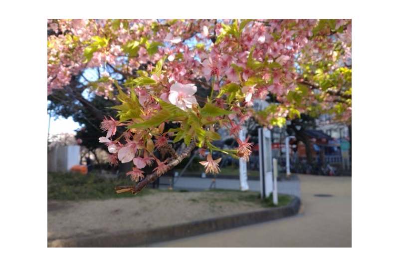 錦糸公園の早咲きの桜が葉桜になっている